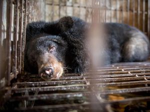 Selain Kucing Hitam, Empedu Beruang Juga Jadi Obat Populer Virus Corona