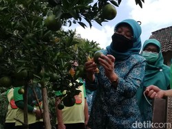 Permintaan Jeruk Meningkat Saat Pandemi Corona, Pembeli Datang ke Kebun