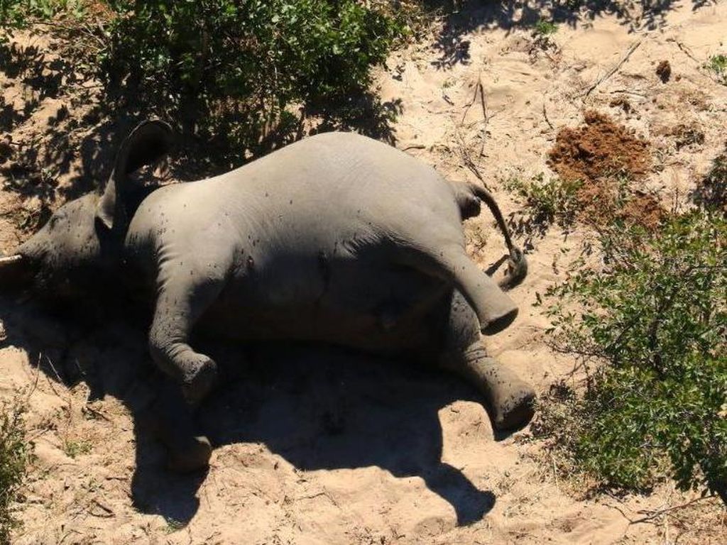 Ratusan Gajah Mati Misterius di Botswana Disebabkan Keracunan Bakteri Ratusan Gajah Mati Misterius di Botswana Disebabkan Keracunan Bakteri