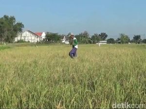 Ratusan Hektare Sawah di Lamongan Puso Gegara Tikus, Petani Rugi Miliaran Ratusan Hektare Sawah di Lamongan Puso Gegara Tikus, Petani Rugi Miliaran