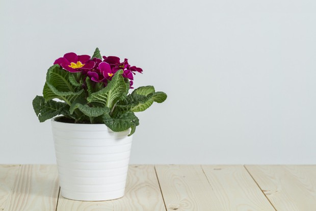 Pot Tanaman / www.freepik.com/free-photo/pretty-pot-with-purple-flowers_1077046.htm#page=1&query=pot &position=4 Pot tanaman