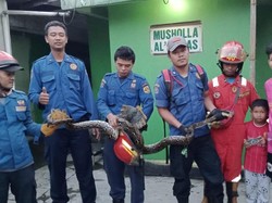 Damkar Bogor Jebol Plafon Rumah Warga untuk Evakuasi Ular Sanca 4 Meter