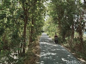 Daun Mulai Berguguran, Hutan Jati di Selatan Klaten Rawan Kebakaran