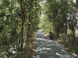 Daun Mulai Berguguran, Hutan Jati di Selatan Klaten Rawan Kebakaran