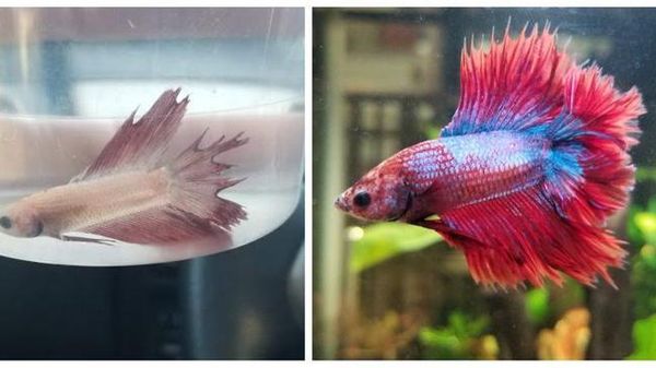 Potret Hewan Sebelum dan Setelah Dirawat Manusia