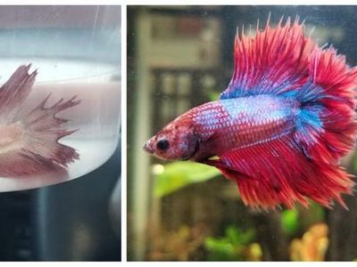 Potret Hewan Sebelum dan Setelah Dirawat Manusia