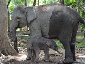 Gajah Ngatini di Riau Lahirkan Anak Seberat 50 Kg, Diberi Nama Damar Gajah Ngatini di Riau Lahirkan Anak Seberat 50 Kg, Diberi Nama Damar
