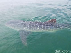 Nama-nama Ikan dalam Bahasa Inggris, Ada Lele Sampai Paus