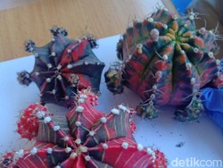 Kaktus Hias dari Kota Batu Diminati Warga Korea Selatan