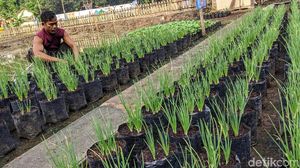 Memanfaatkan Lahan Tidur untuk Ketahanan Pangan
