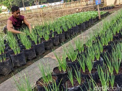 Memanfaatkan Lahan Tidur untuk Ketahanan Pangan