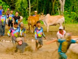 Gordon Ramsay ke Sumbar, Ternyata Coba Balap Sapi sampai 5 Kali