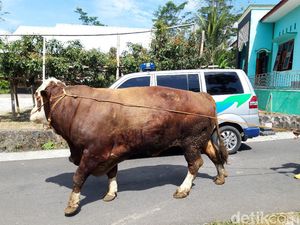 Sapi Jumbo 1,2 Ton di Boyolali Ini Ditawarkan Rp 80 Juta, Minat?