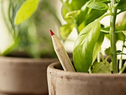 Keren! Pensil Ajaib Ini Bisa Ditanam Jadi Tomat hingga Basil