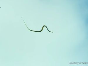 Ilmuwan Ungkap Rahasia Ular Bisa Terbang