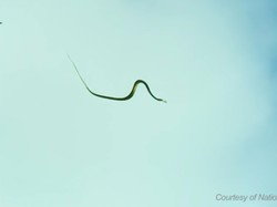 Ilmuwan Ungkap Rahasia Ular Bisa Terbang