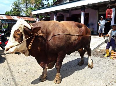 Wow! Sapi Jumbo 1,2 Ton di Boyolali Ditawar Rp 80 Juta Nih
