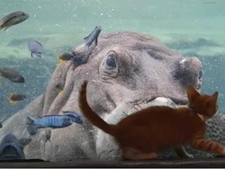 Gemasnya Lihat Kucing Bertemu Kuda Nil