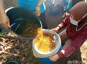 Menengok Tradisi Panen Madu di Kudus