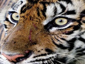 Harimau Sumatera di Riau Tak Hanya Mangsa Kambing, tapi Juga Anjing