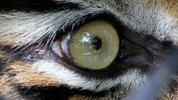 Upaya Pelepasliaran Harimau Sumatera ke Habitatnya