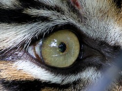 Cap Punah ke Harimau Jawa Dianggap Bikin Pemburu Bebas Membunuh