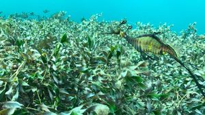 Potret Naga Laut yang Gampang Baper