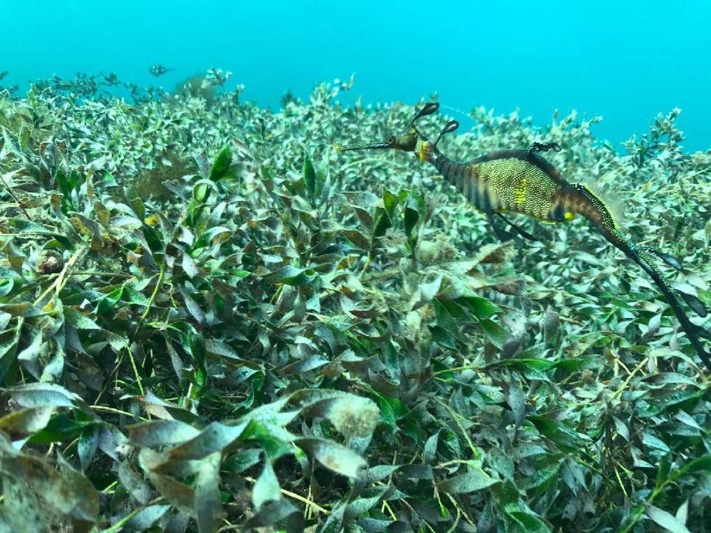 Potret Naga Laut yang Gampang Baper Potret Naga Laut yang Gampang Baper