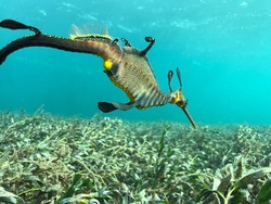 Melihat Naga Laut Baperan di Jakarta Aquarium