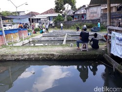 Pandemi Bikin Peternak Ikan Air Tawar di Bantul Kesulitan Jualan