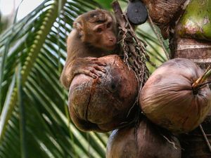 Supermarket Inggris Tarik Produk Kelapa yang Dipetik Monyet