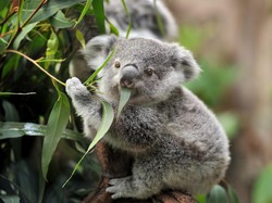 Kalung Anti Corona Kementan Ternyata Jamu, Tak Diklaim Antivirus
