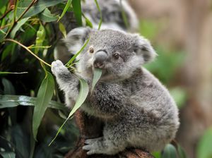 Kalung Anti Corona Kementan Ternyata Jamu, Tak Diklaim Antivirus Kalung Anti Corona Kementan Ternyata Jamu, Tak Diklaim Antivirus