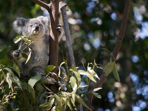Eucalyptus dan Kayu Putih Sama Nggak Sih? Ini Penjelasan Kementan Eucalyptus dan Kayu Putih Sama Nggak Sih? Ini Penjelasan Kementan