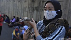 Hiii... Ada Ular di CFD Bekasi Lho