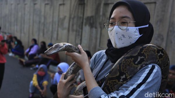 Hiii... Ada Ular di CFD Bekasi Lho