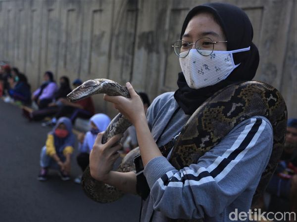 Hiii... Ada Ular di CFD Bekasi Lho