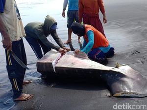 Mati Terperangkap Jaring Nelayan, Hiu Paus Dipotong Jadi Santapan Warga