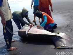 Mati Terperangkap Jaring Nelayan, Hiu Paus Dipotong Jadi Santapan Warga