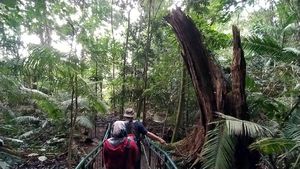 Foto: Berani Tebang Pohon di Hutan Ini, Siap-siap Dihantui Maung