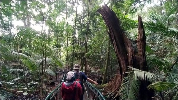 Foto: Berani Tebang Pohon di Hutan Ini, Siap-siap Dihantui Maung