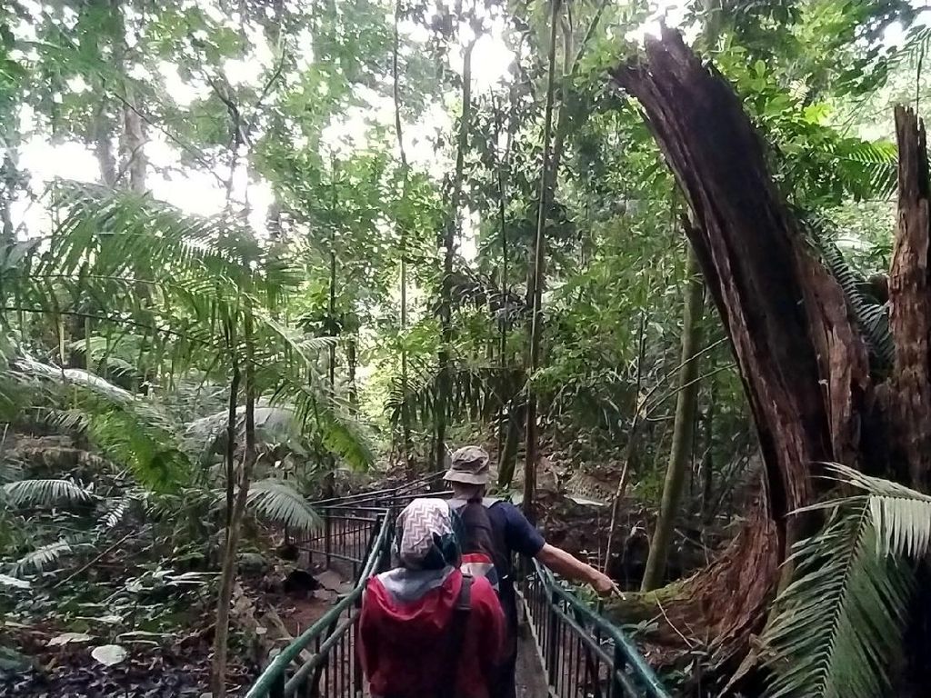 Foto: Berani Tebang Pohon di Hutan Ini, Siap-siap Dihantui Maung Foto: Berani Tebang Pohon di Hutan Ini, Siap-siap Dihantui Maung