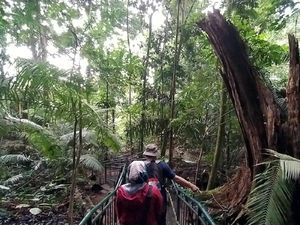 Foto: Berani Tebang Pohon di Hutan Ini, Siap-siap Dihantui Maung Foto: Berani Tebang Pohon di Hutan Ini, Siap-siap Dihantui Maung