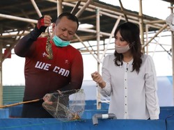 Larangan Ekspor Benih Lobster Dicabut, Edhy Prabowo: Prioritas Budidaya