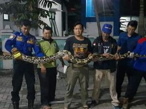 Ngeri! 7 Piton Teror Pekarangan Rumah Warga di Blora