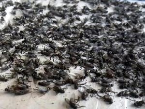 Hiii! Ribuan Lalat Teror Pemukiman Warga Nagrak Sukabumi