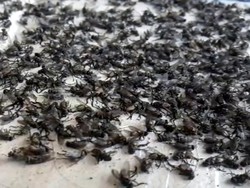 Hiii! Ribuan Lalat Teror Pemukiman Warga Nagrak Sukabumi