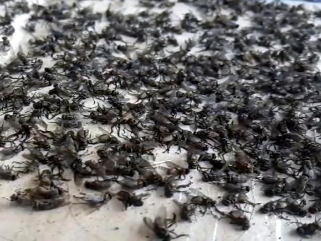 Hiii! Ribuan Lalat Teror Pemukiman Warga Nagrak Sukabumi Hiii! Ribuan Lalat Teror Pemukiman Warga Nagrak Sukabumi