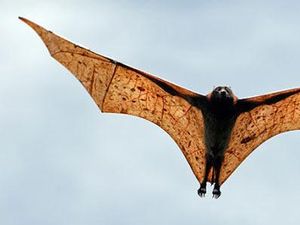 Fakta Menarik Seputar Kelelawar Raksasa Seukuran Anak Kecil