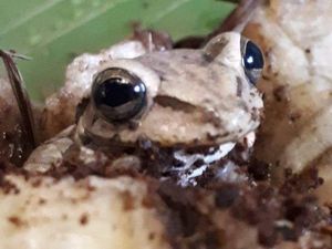 Menempuh 8.000 Kilometer, Katak Seukuran Ibu Jari Terdampar di Supermarket